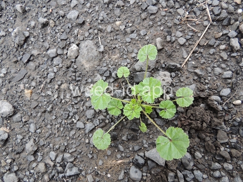 mallow, common
